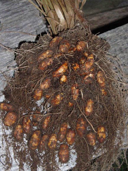 Cyperus esculentus